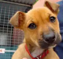 Cute winking dog! ;]