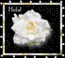 Hola 