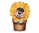 sunflower bear