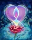 rose heart