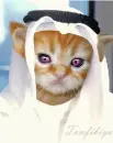 arabic cat