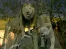 2 lions on a rock