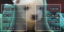 Puppy in blanket