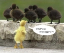 ducky