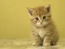 Cute kitty