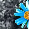 Blue Flower