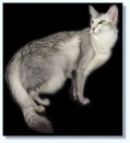 angora cat