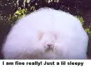 Hairy bunny