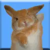 bunny dance