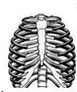 Bones!!