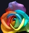 colorful rose