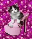 beautyKITTY