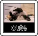 CUTE