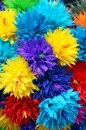 rainbow flower