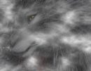 wofl in died