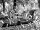 the fire