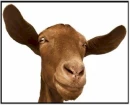 Crazy Goat