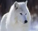 White wolf watching you