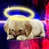 angel dog