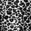 *Leopard*