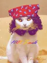 cute cat