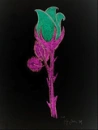 colorful rose