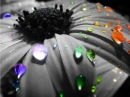 rainbow flower