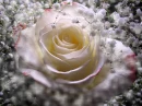 Drops rose