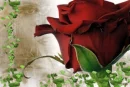 real rose