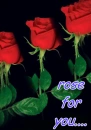 roses for my friend