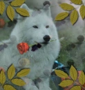 wolf with rose