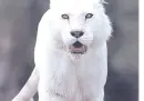 white tigers