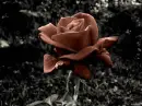 dark rose