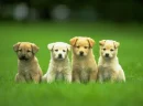 awwww