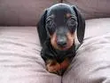 my dog Lulu