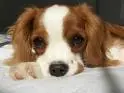 My dog Fufu