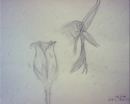 rain and rose fairy
