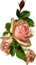 pink roses