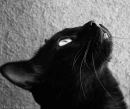 black cat