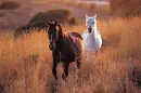 horses