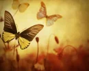 the butterfly garden