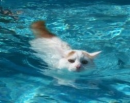 funny cat