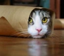 cute funny cat