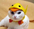tweety cat