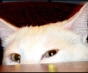 the cat