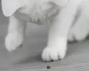sweet little cat