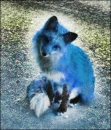 Blue Fox