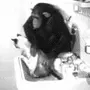 monkey washing cat