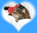 cat in love