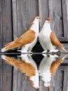 love dove
